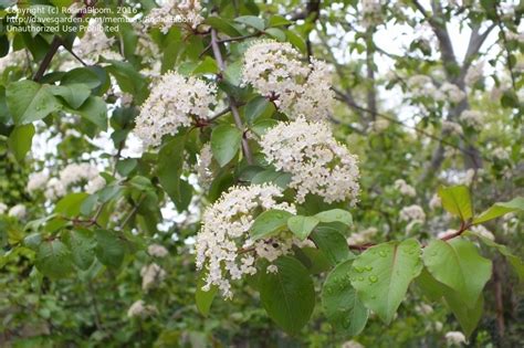 white flowering trees chart.